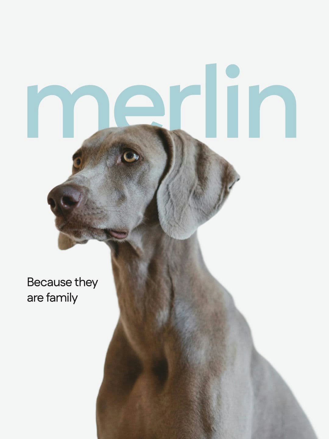 Merlin Dog Supplement